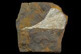 2.6" Fossil Ginkgo Leaf From North Dakota - Paleocene - #130427-1